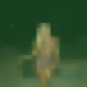 Salome (34 ans) à Aire-sur-la-Lys propose une rencontre ce soir