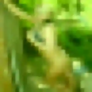 Photo de Flavia à Ambon (30 ans) - plan cul anonyme